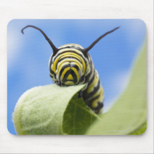 Black and yellow caterpillar mouse pad