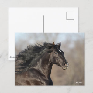Black Andalucian Headshot Mane Flowing Postcard