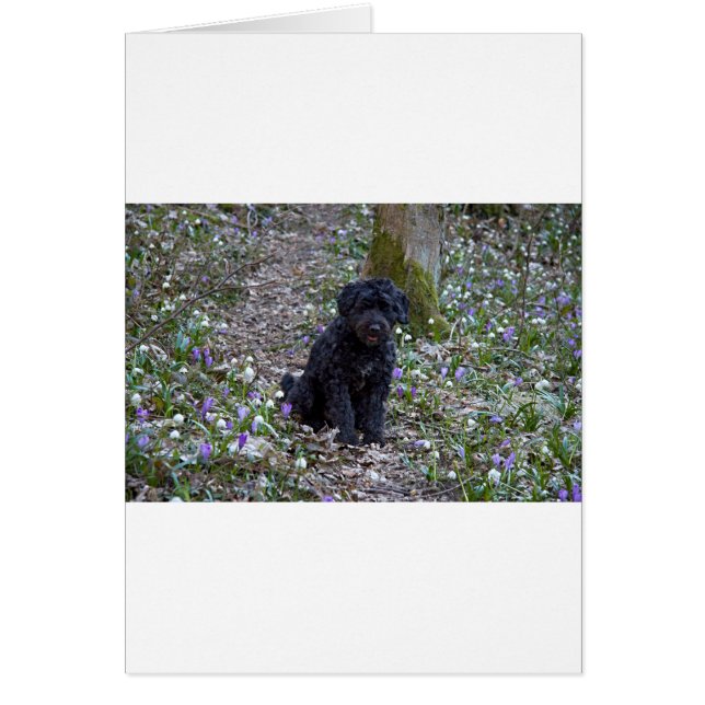 Black Anglais Springer Spaniel (Devant)