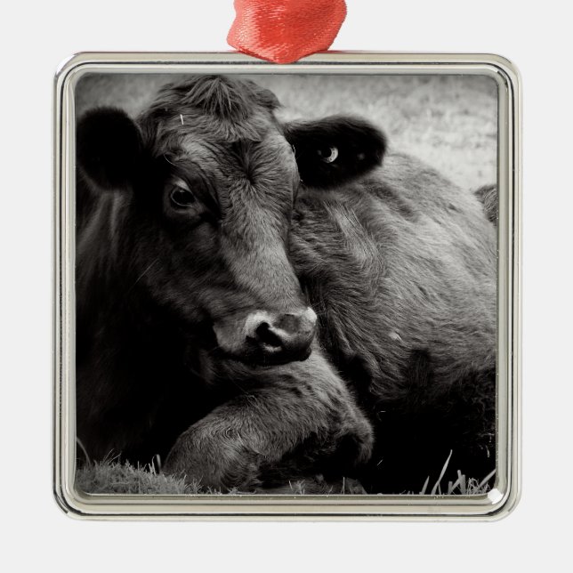 Black Angus Beef Cow Metal Ornament (Front)
