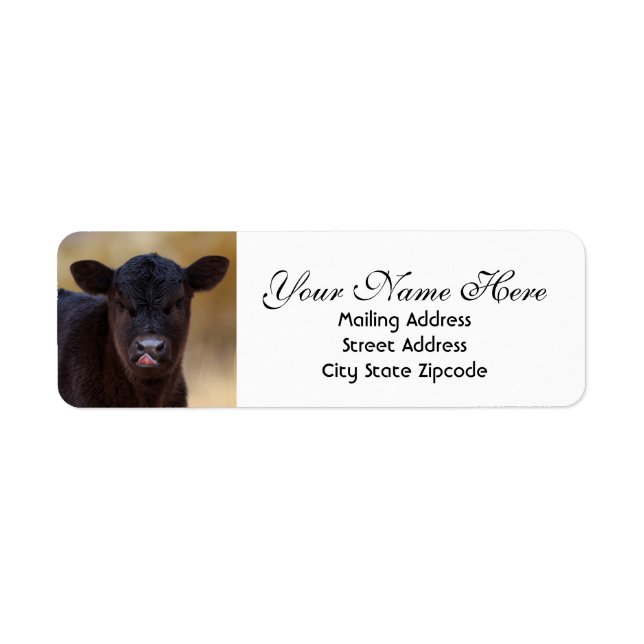 Black Angus Calf Return Address (Front)