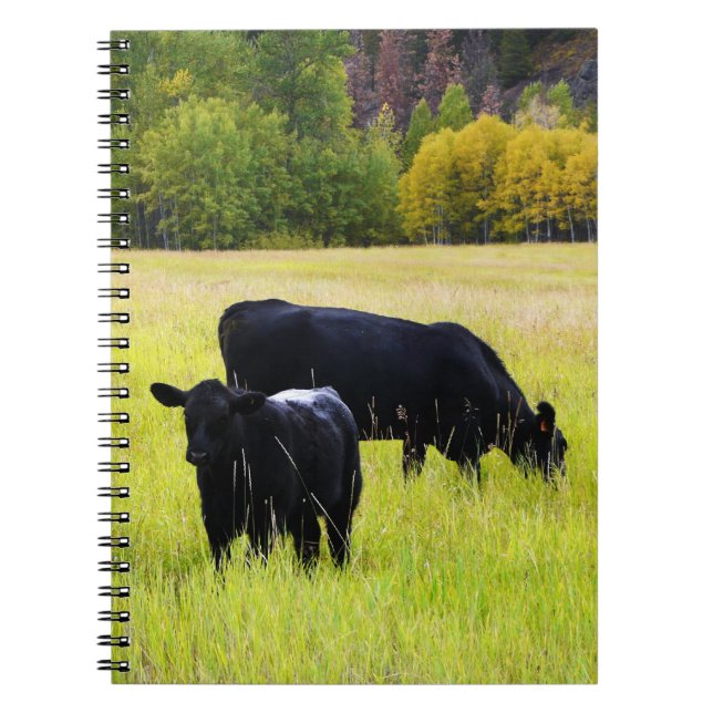 Black Angus Cattle Grazing in Yellow Grass Field Notebook (Front)