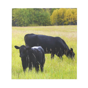Black Angus Cattle Grazing in Yellow Grass Field Notepad