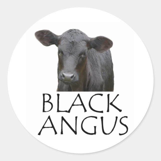 Black Angus Cow Classic Round Sticker (Front)