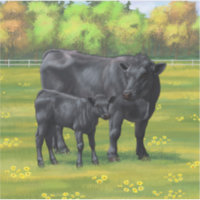 Black Angus Cow & Cute Calf in Summer Pasture