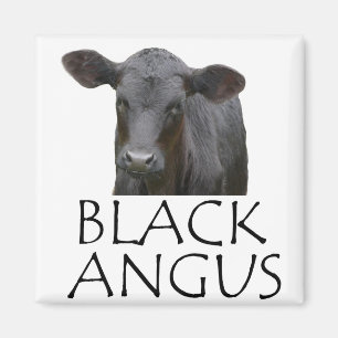 Black Angus Cow Magnet