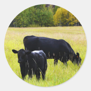 Black Angus Pair in Field Classic Round Sticker