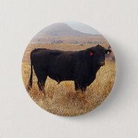 Black Angus Steer Grazing with its Herd