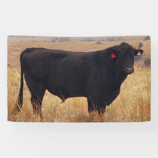 Black Angus Steer Grazing with its Herd Banner (Horizontal)
