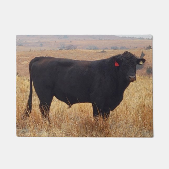 Black Angus Steer Grazing with its Herd Doormat (Front)