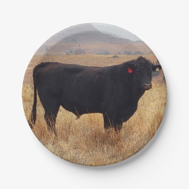 Black Angus Steer Grazing with its Herd Paper Plate (Front)