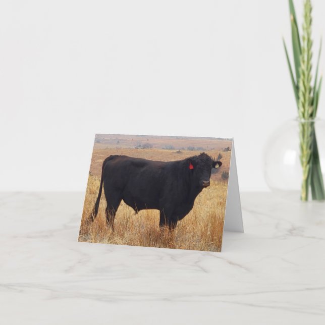 Black Angus Steer Grazing with its Herd Thank You Card (Front)