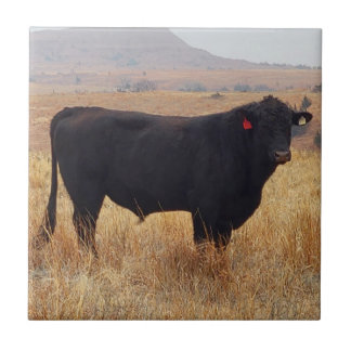 Black Angus Steer Grazing with its Herd Tile