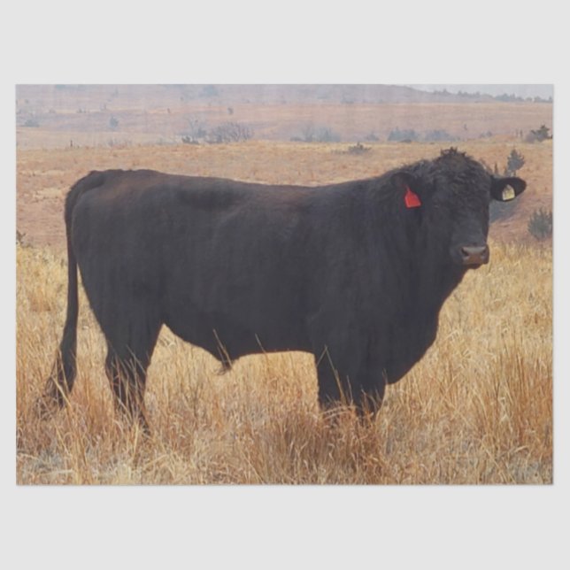 Black Angus Steer Grazing with its Herd Tissue Paper (Front)