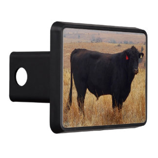 Black Angus Steer Grazing with its Herd Trailer Hitch Cover