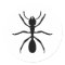 black ant
