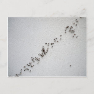 Black ants are following each other in a chain postcard