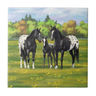 Black Appaloosa Horses In Summer Pasture Tile
