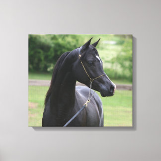 Black Arabian stallion Canvas Print