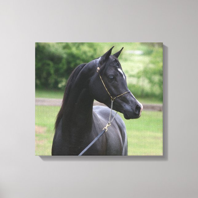 Black Arabian stallion Canvas Print (Front)