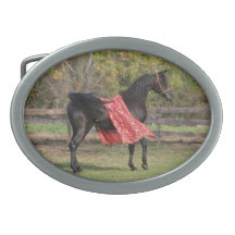 Black Arabian stallion in silk