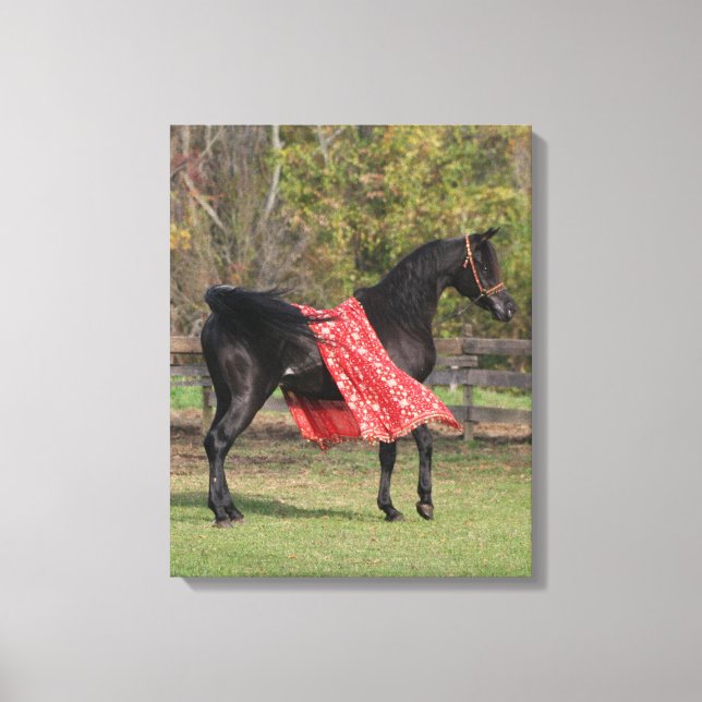 Black Arabian stallion in silk Canvas Print (Front)