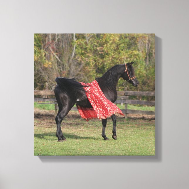 Black Arabian stallion in silk Canvas Print (Front)