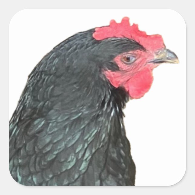 Black Australorp Hen Square Sticker (Front)