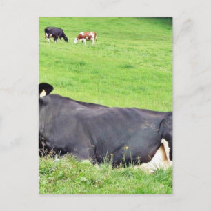 Black Austrian Cow Laying On The Ground Postcard