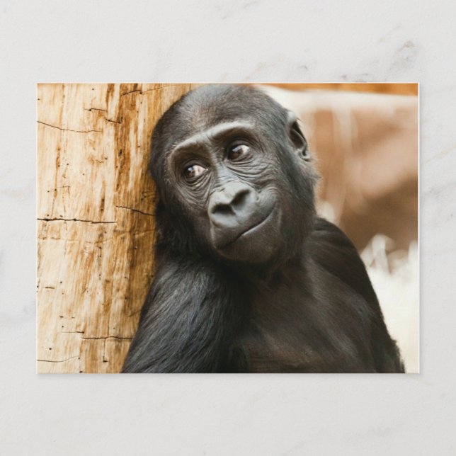 Black Baby Monkey Postcard (Front)