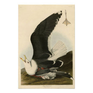 Black Backed Gull	from Audubon's Birds of America Photo Print