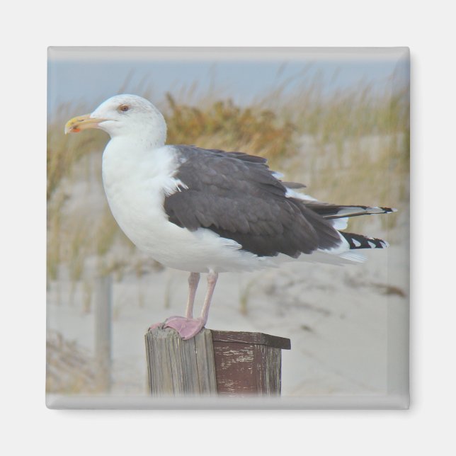 Black Backed Gull Seagull Series Magnet (Front)