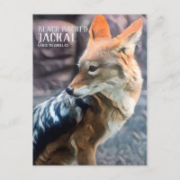 Black-backed Jackal [Postcard]