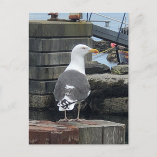 Black-Backed Seagull, Isle of Islay, Scotland Postcard