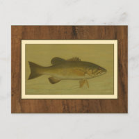 Black Bass on a Green Background