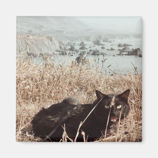Black Beach Cat Magnet (Front)