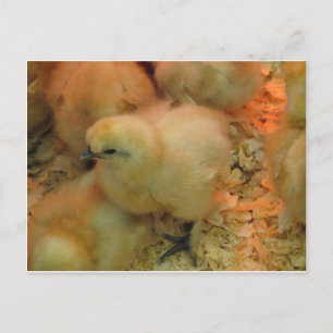 Black Beak Chick Postcard