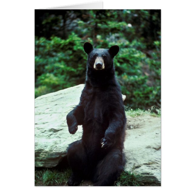 Black bear (Front)
