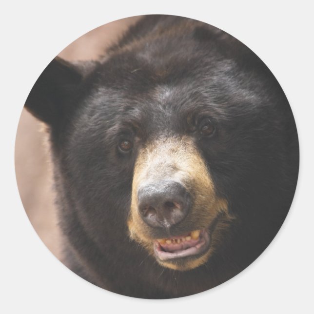 Black Bear 142 Classic Round Sticker (Front)