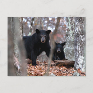 Black Bear and Cub Postcard