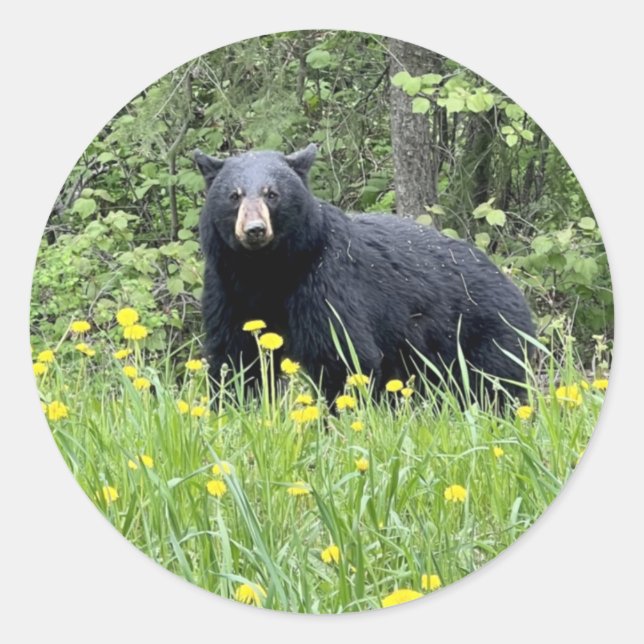 Black Bear and Dandelions Round Sticker (Front)