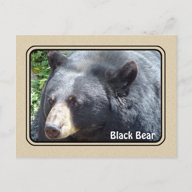 Black Bear Animal Postcard (Front)