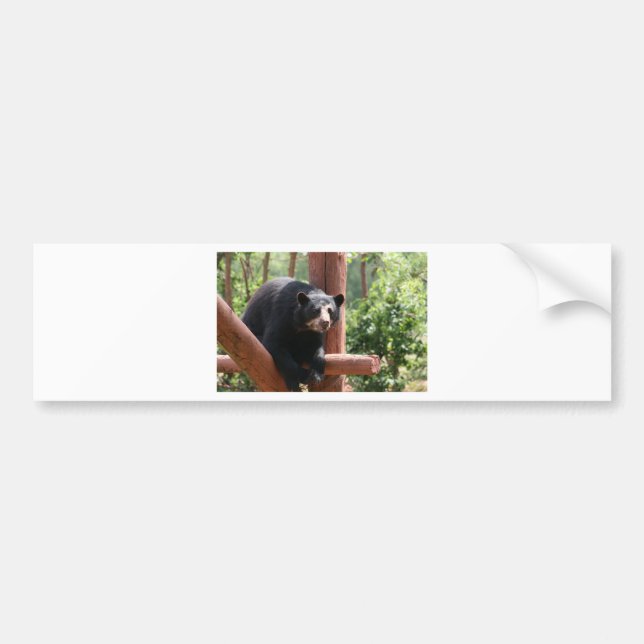Black Bear Bumper Sticker (Front)