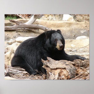 "Black Bear" by Carter L. Shepard" Poster