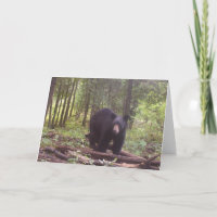 Black bear