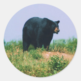 black bear classic round sticker