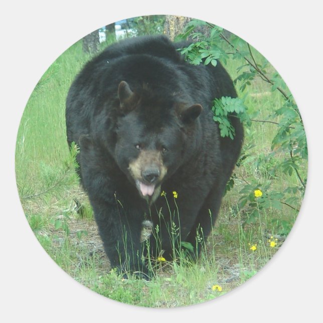 Black bear classic round sticker (Front)