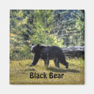 Black Bear Crossing A Ranch Pasture Magnet