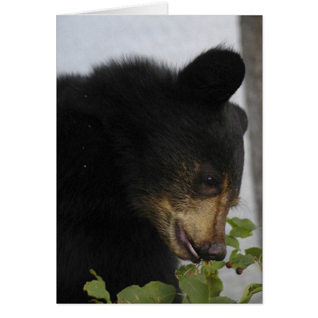 Black Bear Cub (Front)