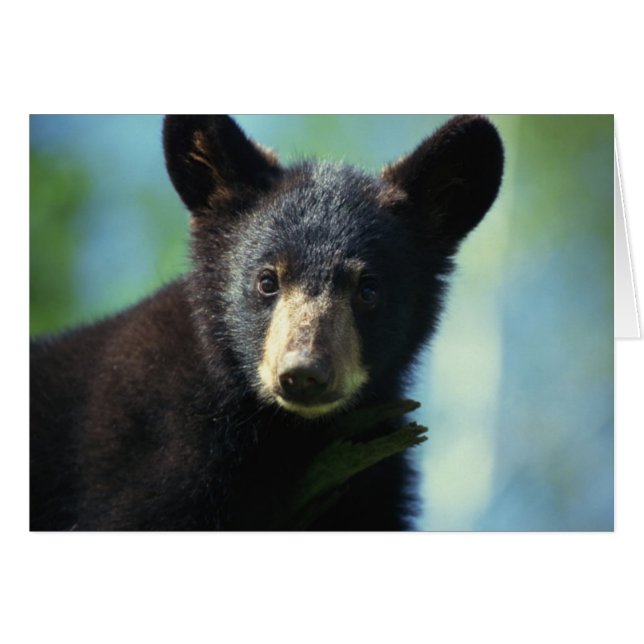 Black Bear Cub (Front Horizontal)